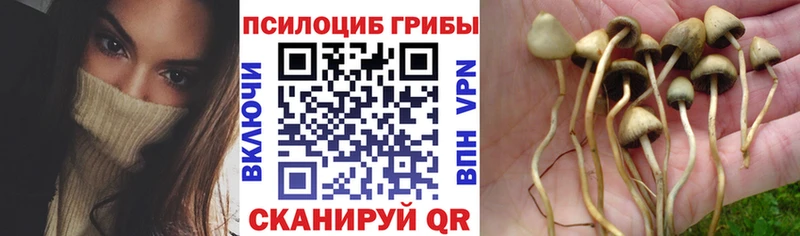 Псилоцибиновые грибы Magic Shrooms  Дегтярск 